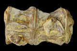 Fossil Fish (Ichthyodectes) Dorsal Vertebrae - Kansas #136476-1
